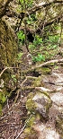 Plants: image 87 Of 208 Thumb